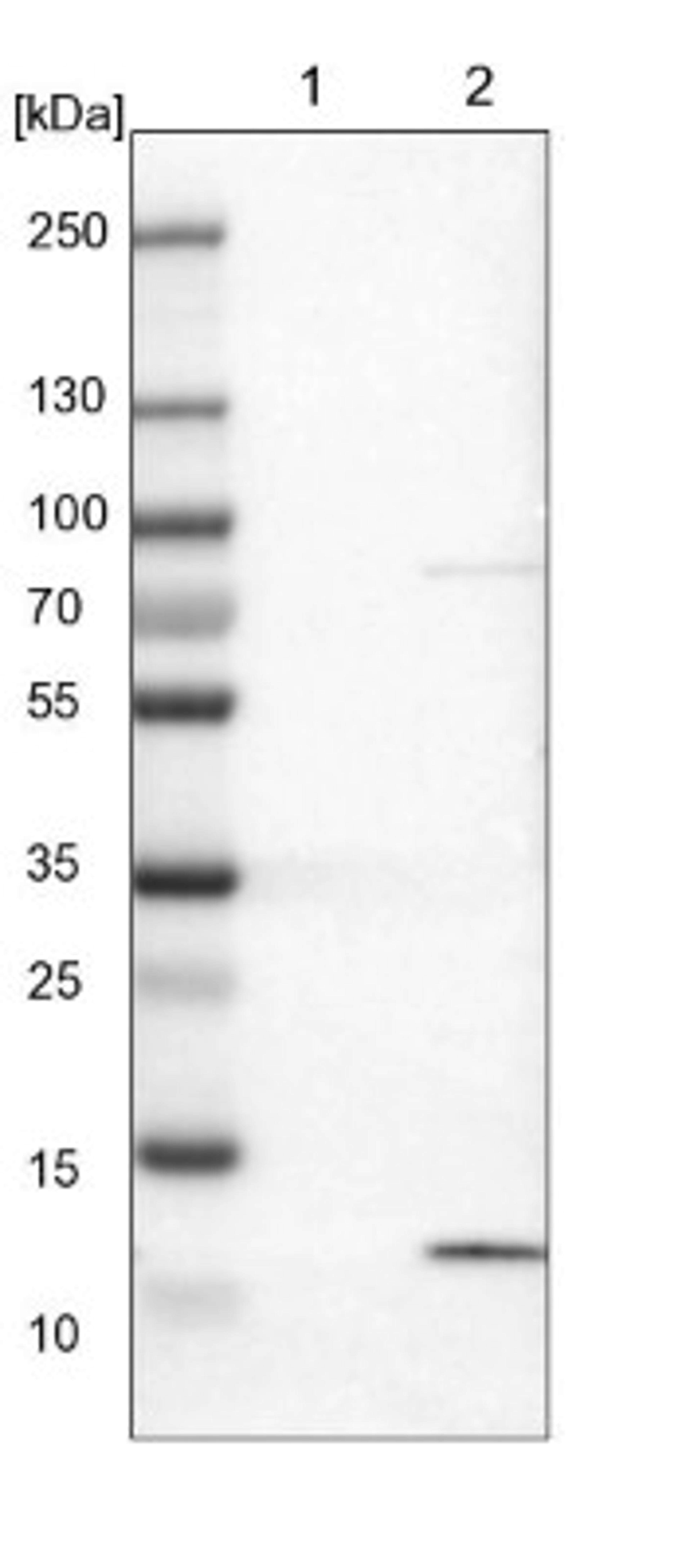 Western Blot: S100A13 Antibody [NBP1-86039] - Lane 1: NIH-3T3 cell lysate (Mouse embryonic fibroblast cells)<br/>Lane 2: NBT-II cell lysate (Rat Wistar bladder tumour cells)