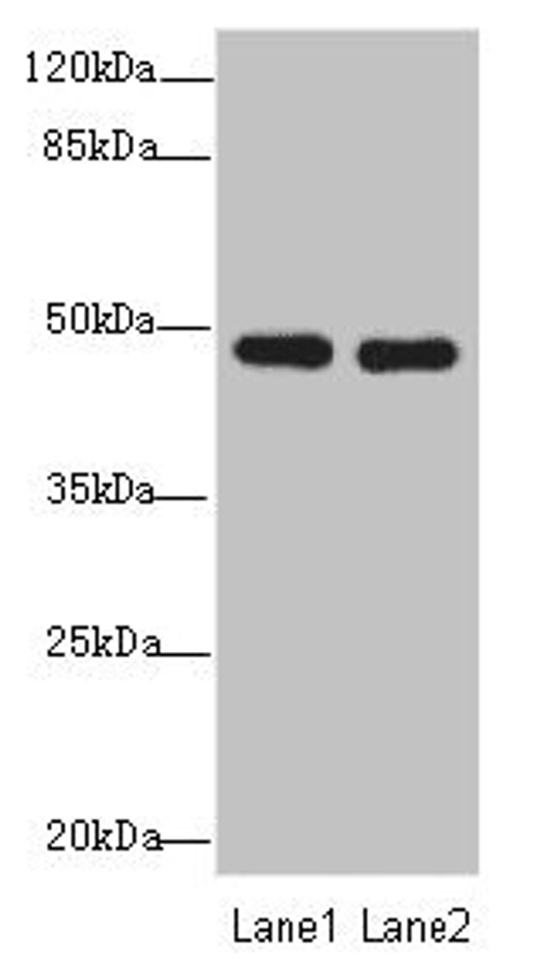 Western blot. All lanes: GCM1antibody at 0.97ug/ml. Lane 1: Hela whole cell lysate. Lane 2: HepG2 whole cell lysate. Secondary. Goat polyclonal to rabbit IgG at 1/10000 dilution. Predicted band size: 49 kDa. Observed band size: 49 kDa. 