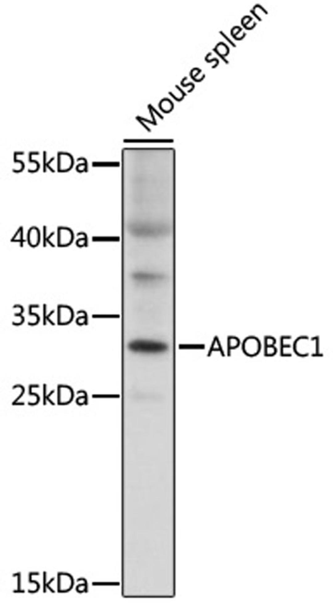 Western blot - APOBEC1 antibody (A16756)