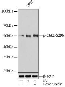 Western blot - Phospho-Chk1-S296 Rabbit mAb (AP1047)