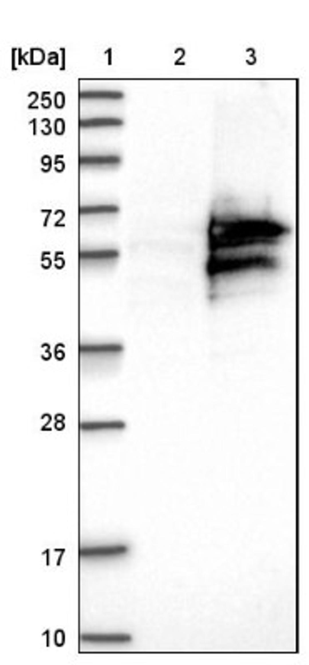 Western Blot: CAAP1 Antibody [NBP1-94018] - Lane 1: Marker [kDa] 250, 130, 95, 72, 55, 36, 28, 17, 10<br/>Lane 2: Negative control (vector only transfected HEK293T lysate)<br/>Lane 3: Over-expression lysate (Co-expressed with a C-terminal myc-DDK tag (~3.1 kDa) in mammalian HEK293T cells, LY410946)