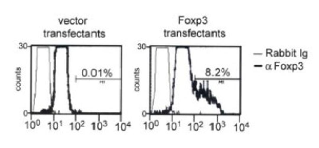 Flow Cytometry: FOXP3 Antibody [NB100-39002] - Transfectants from A were permeabilized and stained with anti-Foxp3 antibody and FITC-conjugated secondary antibody. Cells were analyzed by flow cytometry. Percentage of positively stained cells are shown.