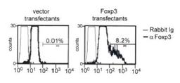 Flow Cytometry: FOXP3 Antibody [NB100-39002] - Transfectants from A were permeabilized and stained with anti-Foxp3 antibody and FITC-conjugated secondary antibody. Cells were analyzed by flow cytometry. Percentage of positively stained cells are shown.