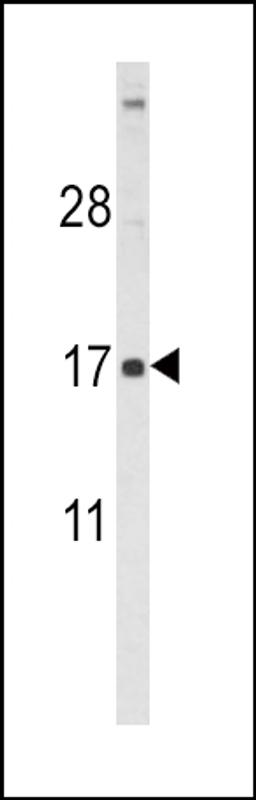 Western blot analysis of FSHB Antibody (Center T70) in HL60 cell line lysates (35ug/lane)