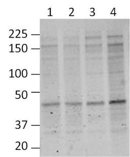 Western Blot: O-GlcNAc Antibody (RL2) [NB300-524] - Analysis of mouse cortical brain lysates using O-Linked N-Acetylglucosamine Monoclonal Antibody. Blots containing cortical extracts from 4 individual C57BL/6 mice (Lanes 1-4) were blocked with 5% milk in TBST, and probed with MA1-072 (1:1000), followed by a fluorophore-conjugated goat anti-mouse IgG secondary antibody. Data courtesy of the Innovators Program.