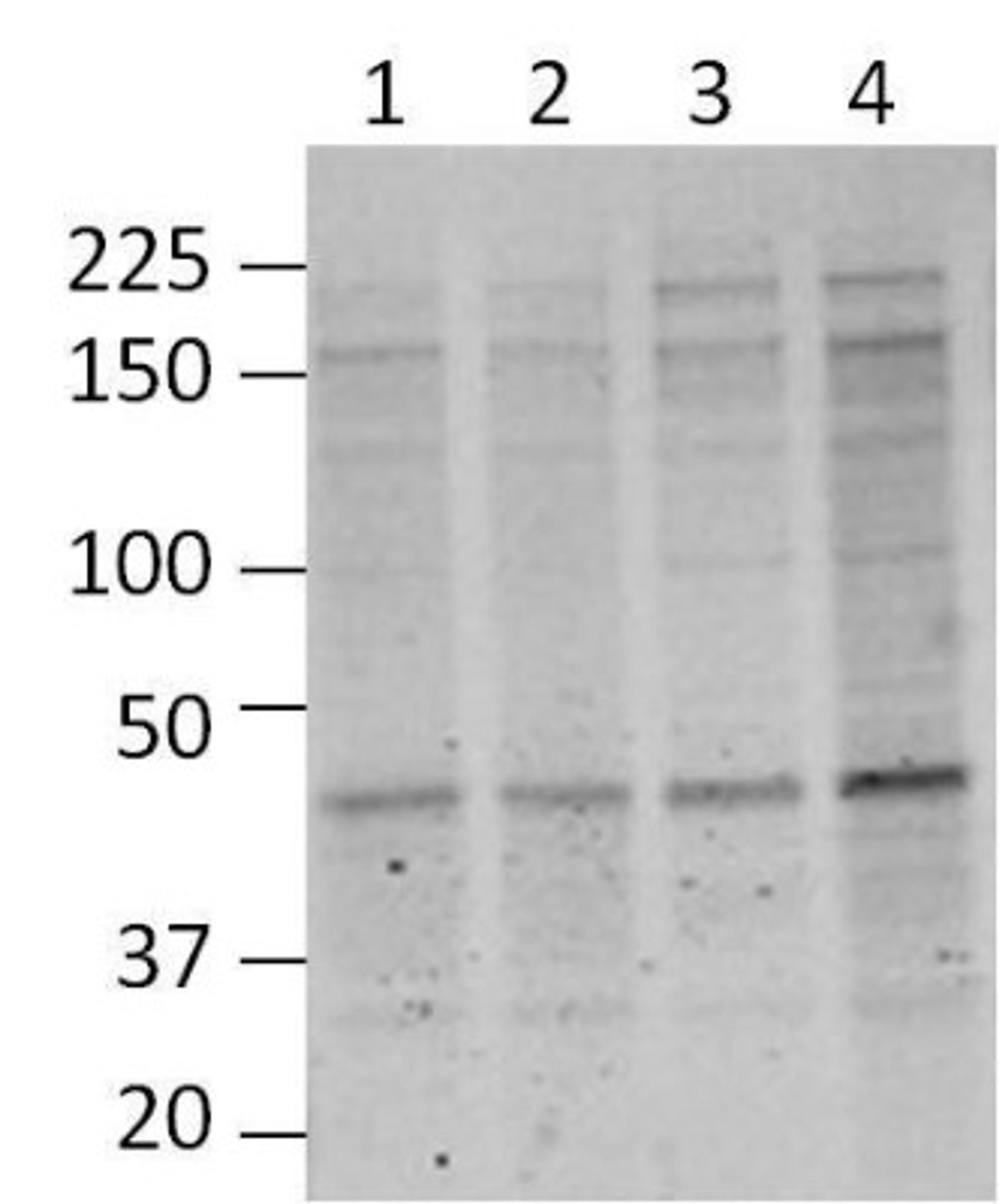 Western Blot: O-GlcNAc Antibody (RL2) [NB300-524] - Analysis of mouse cortical brain lysates using O-Linked N-Acetylglucosamine Monoclonal Antibody. Blots containing cortical extracts from 4 individual C57BL/6 mice (Lanes 1-4) were blocked with 5% milk in TBST, and probed with MA1-072 (1:1000), followed by a fluorophore-conjugated goat anti-mouse IgG secondary antibody. Data courtesy of the Innovators Program.