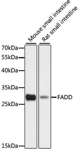 Western blot - FADD antibody (A16459)