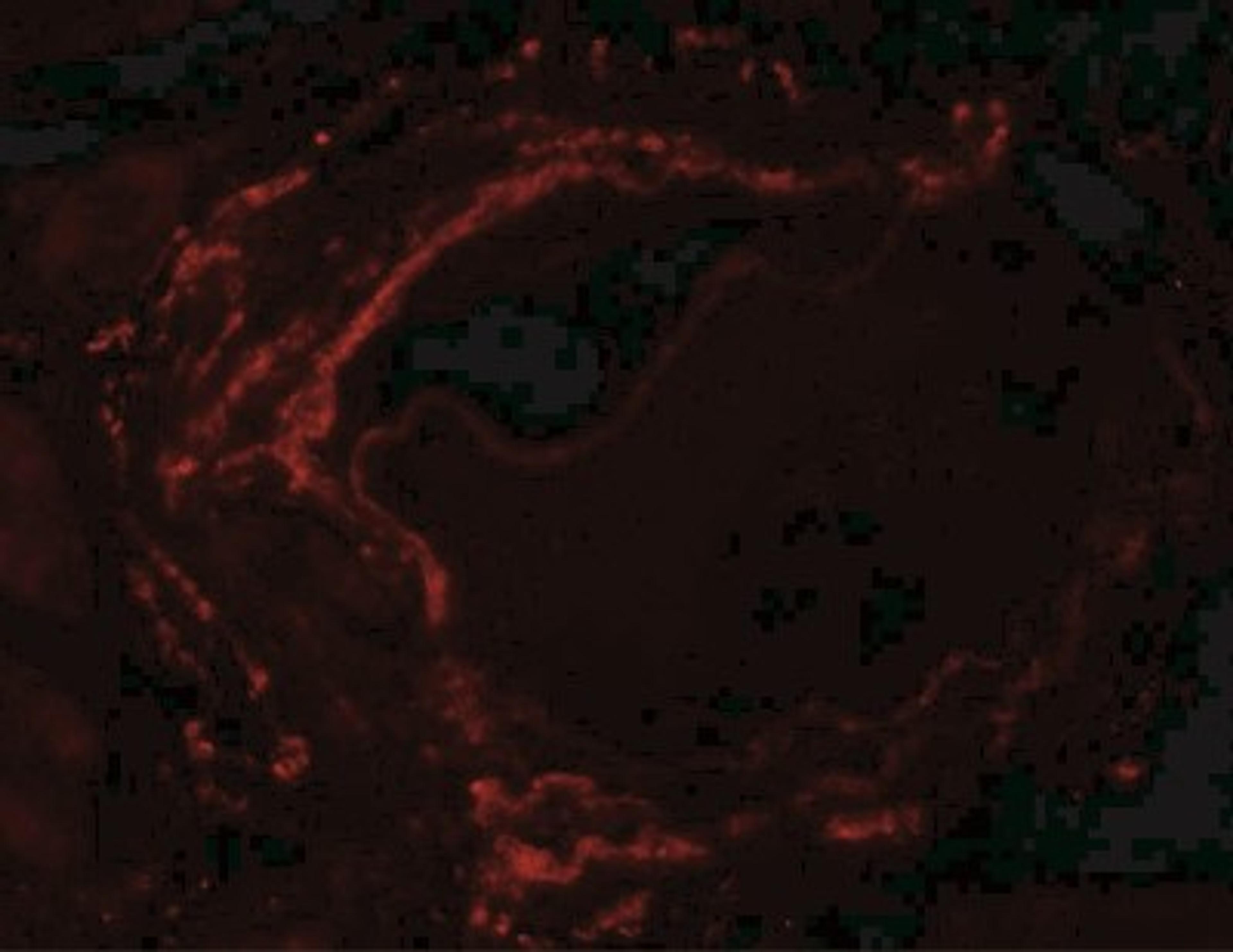 Immunocytochemistry/Immunofluorescence: LZTS2 Antibody [NBP2-41152] - Immunofluorescence of LZTS2 in human kidney tissue with LZTS2 antibody at 20 ug/mL.