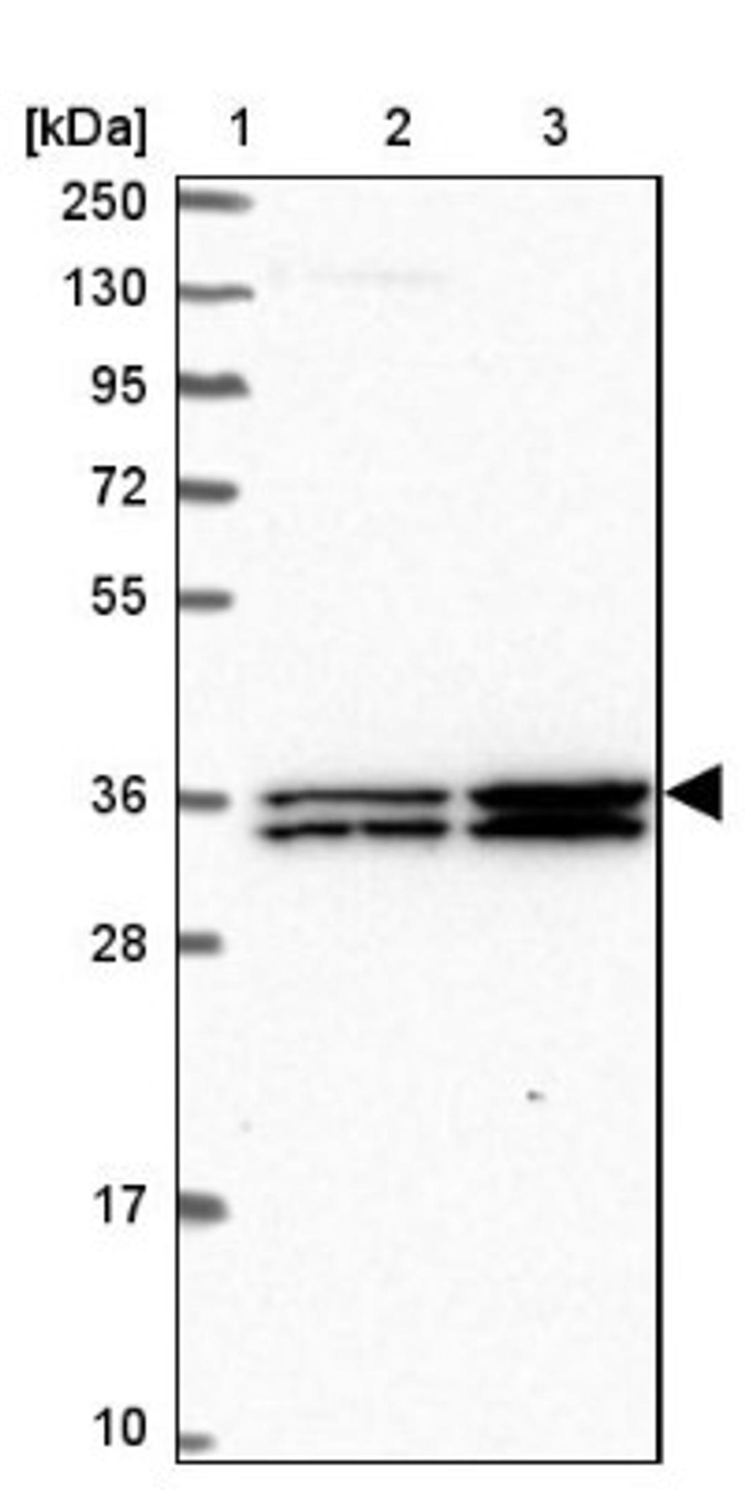 Western Blot: JAML Antibody [NBP2-14286] - Lane 1: Marker [kDa] 250, 130, 95, 72, 55, 36, 28, 17, 10<br/>Lane 2: Human cell line RT-4<br/>Lane 3: Human cell line U-251MG sp