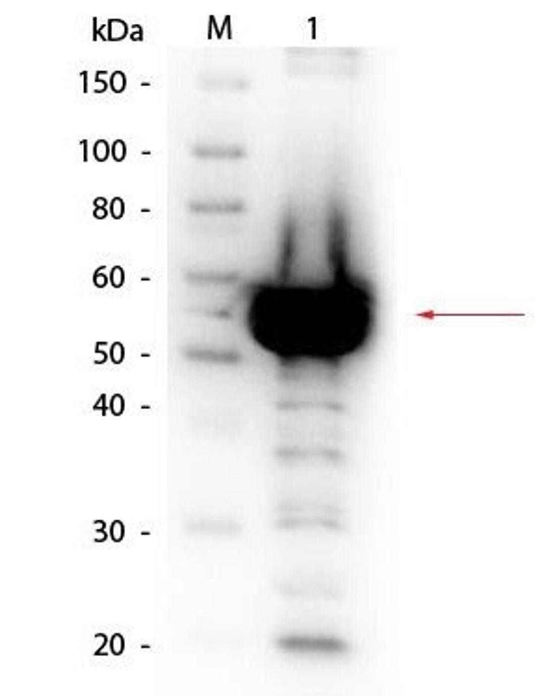 Western blot analysis of Alpha Amylase solution using Alpha Amylase antibody (Biotin)