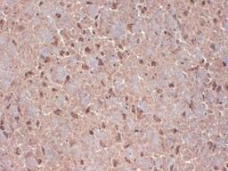 Immunohistochemistry-Frozen: Contactin-1 Antibody (S73-20) [NBP1-49578] - Frozen sections of mouse brain extract using this antibody.