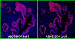 Detection of human p53 by immunofluorescence.