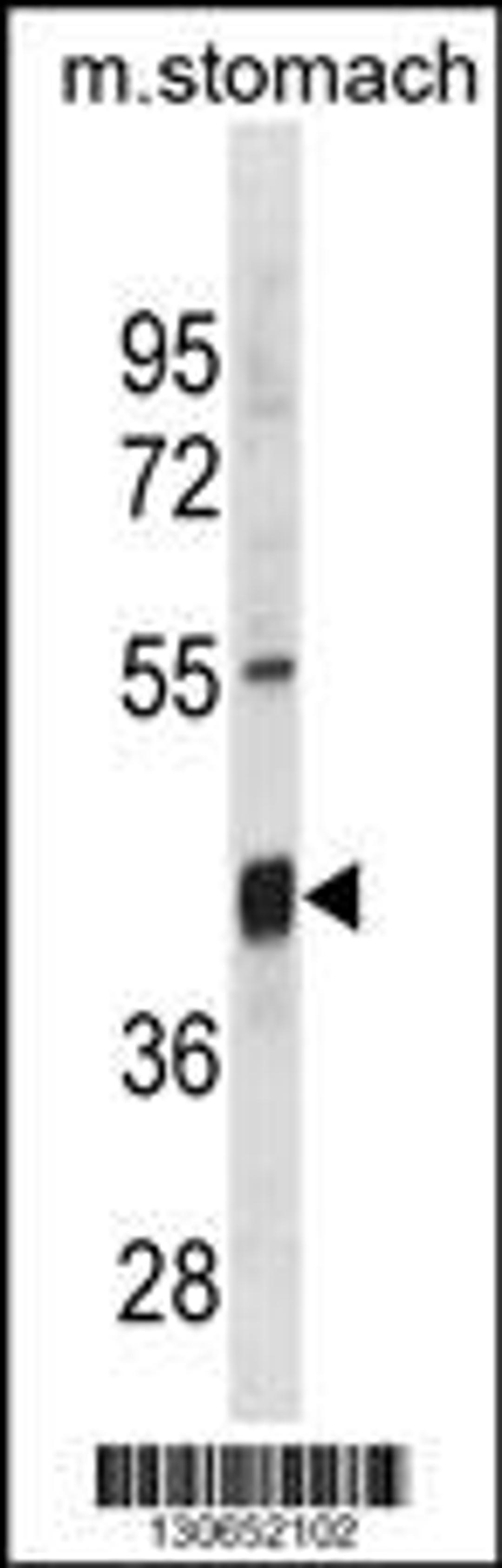 Western blot analysis in mouse stomach tissue lysates (35ug/lane).