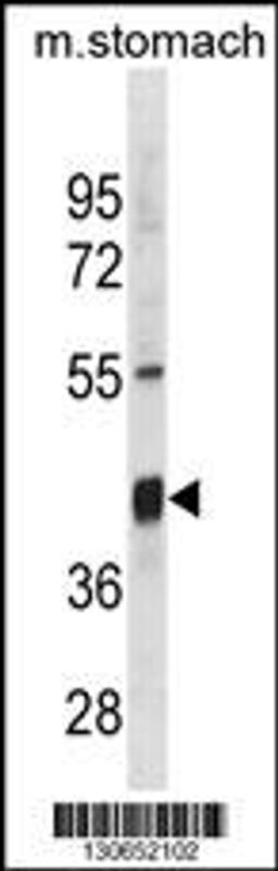 Western blot analysis in mouse stomach tissue lysates (35ug/lane).