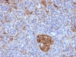 IHC testing of FFPE human pancreas with Ferritin Light Chain antibody (clone FTL/1386). Required HIER: boil tissue sections in 10mM citrate buffer, pH 6, for 10-20 min.