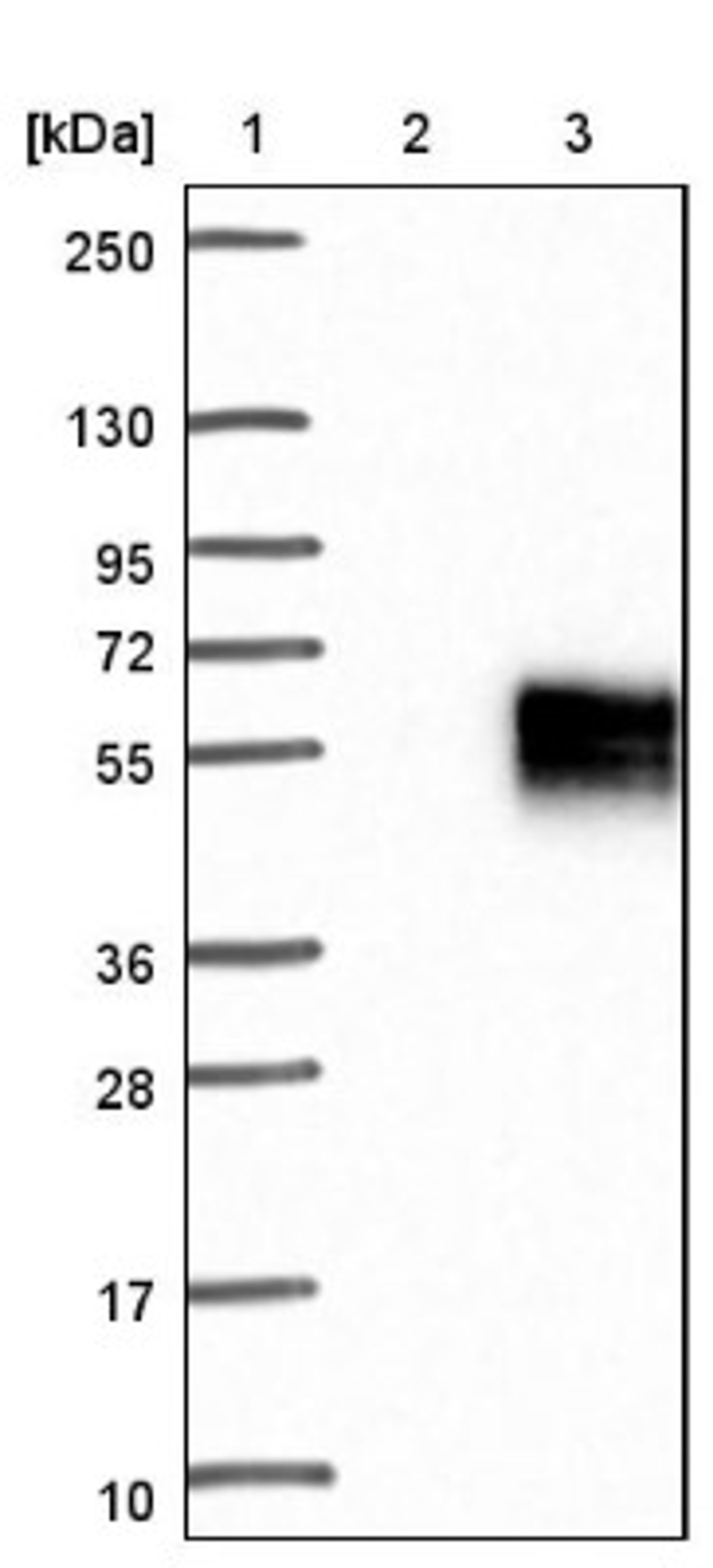 Western Blot: TROP2 Antibody [NBP1-92533] - Lane 1: Marker [kDa] 250, 130, 95, 72, 55, 36, 28, 17, 10<br/>Lane 2: Negative control (vector only transfected HEK293T lysate)<br/>Lane 3: Over-expression lysate (Co-expressed with a C-terminal myc-DDK tag (~3.1 kDa) in mammalian HEK293T cells, LY419381)