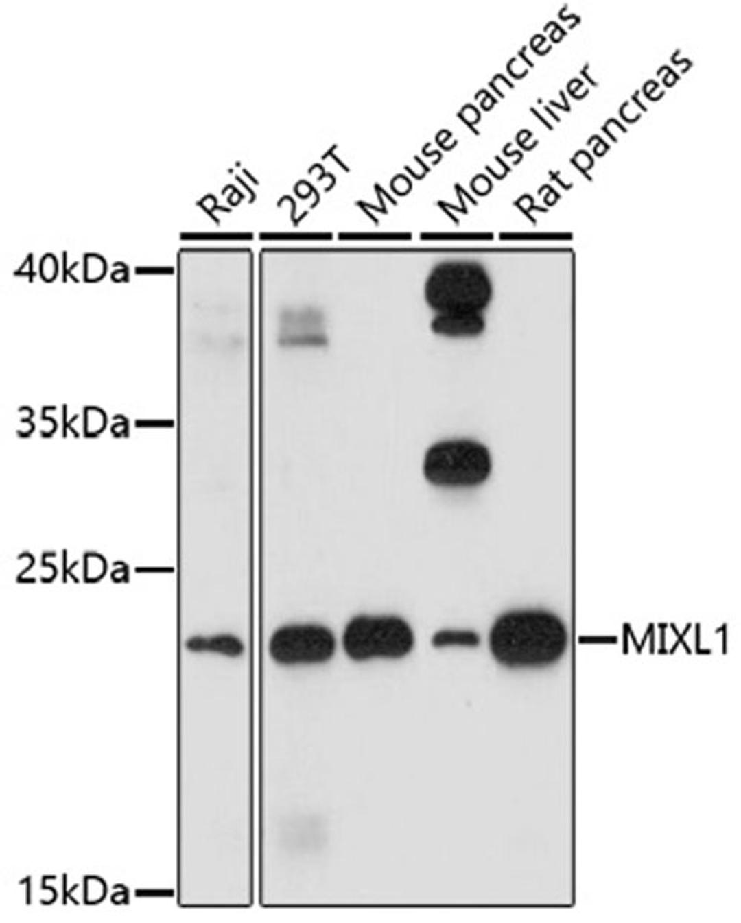 Western blot - MIXL1 antibody (A17223)