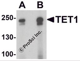 Western blot analysis of TET1 in rat brain tissue lysate with TET1 antibody at (A) 1 and (B) 2 μg/ml.