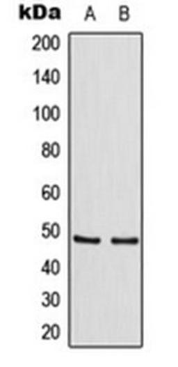 Western blot analysis of HeLa (Lane 1), Raw264.7 (Lane 2) whole cell lysates using TANK antibody