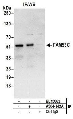 Detection of human FAM53C by western blot of immunoprecipitates.