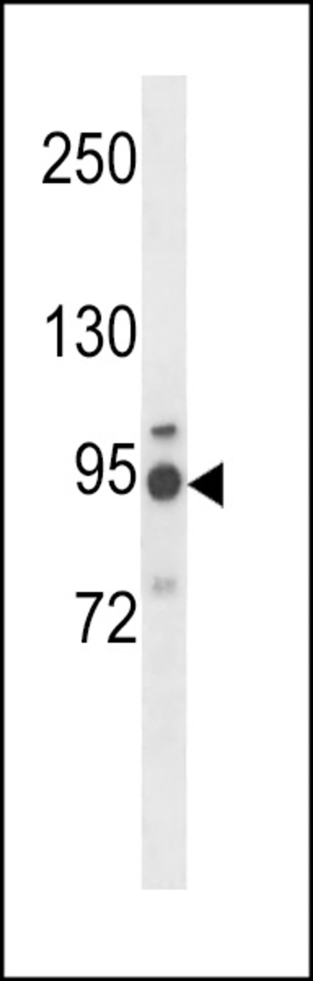 Western blot analysis in NCI-H460 cell line lysates (35ug/lane).