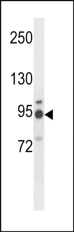 Western blot analysis in NCI-H460 cell line lysates (35ug/lane).