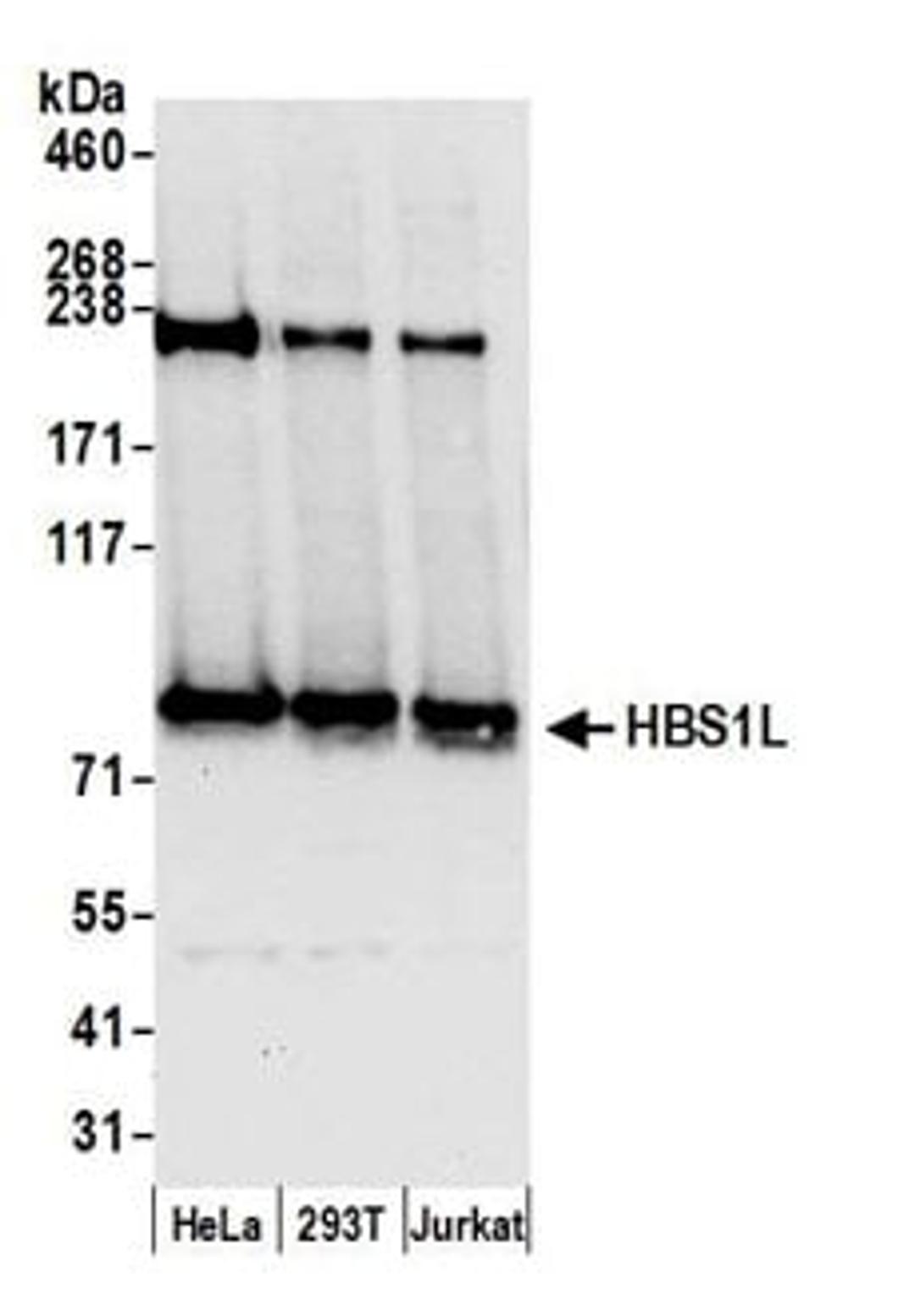 Detection of human HBS1L by western blot.