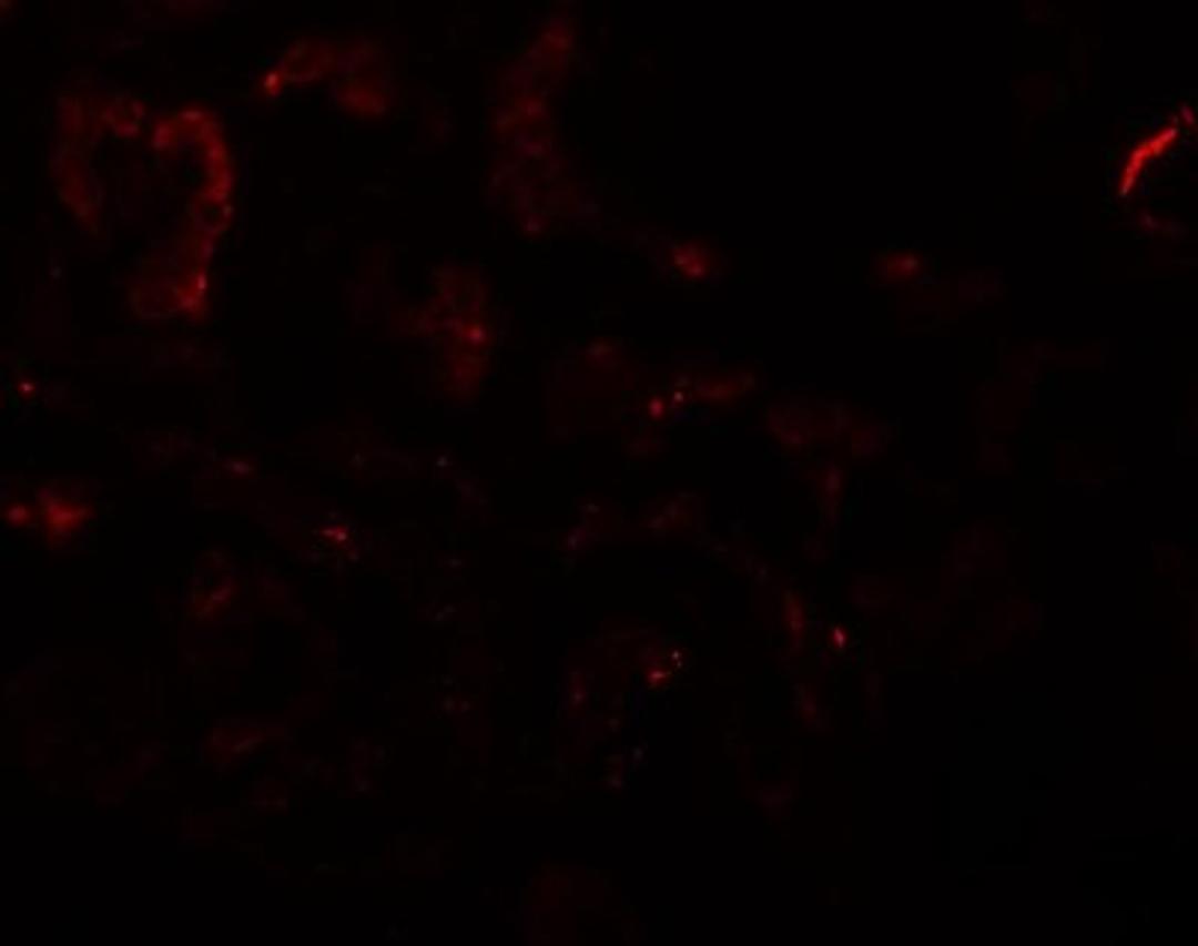 Immunocytochemistry/Immunofluorescence: CD2F-10/SLAMF9 Antibody [NBP1-76534] - Immunofluorescence of SLAMF9 in human kidney tissue with SLAMF9 antibody at 20 ug/mL.