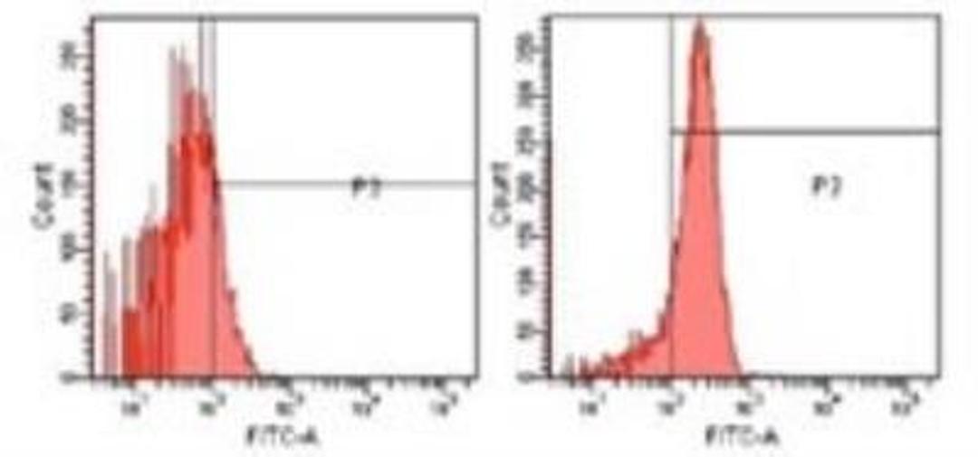 Flow Cytometry: SOD2/Mn-SOD Antibody [NB100-1992] - Superoxide Dismutase 2 Antibody [NB100-1992] - Flow cytometry analysis of U251 cells using Mn SOD polyclonal antibody (right) and  control rabbit IgG (left)