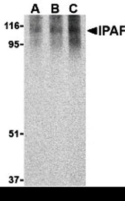Western blot analysis of Ipaf in human PBL lysate with Ipaf antibody at 0.5 (lane A), 1 (lane B), and 2 (lane C) μg/mL, respectively.
