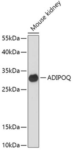 Western blot - ADIPOQ antibody (A2543)