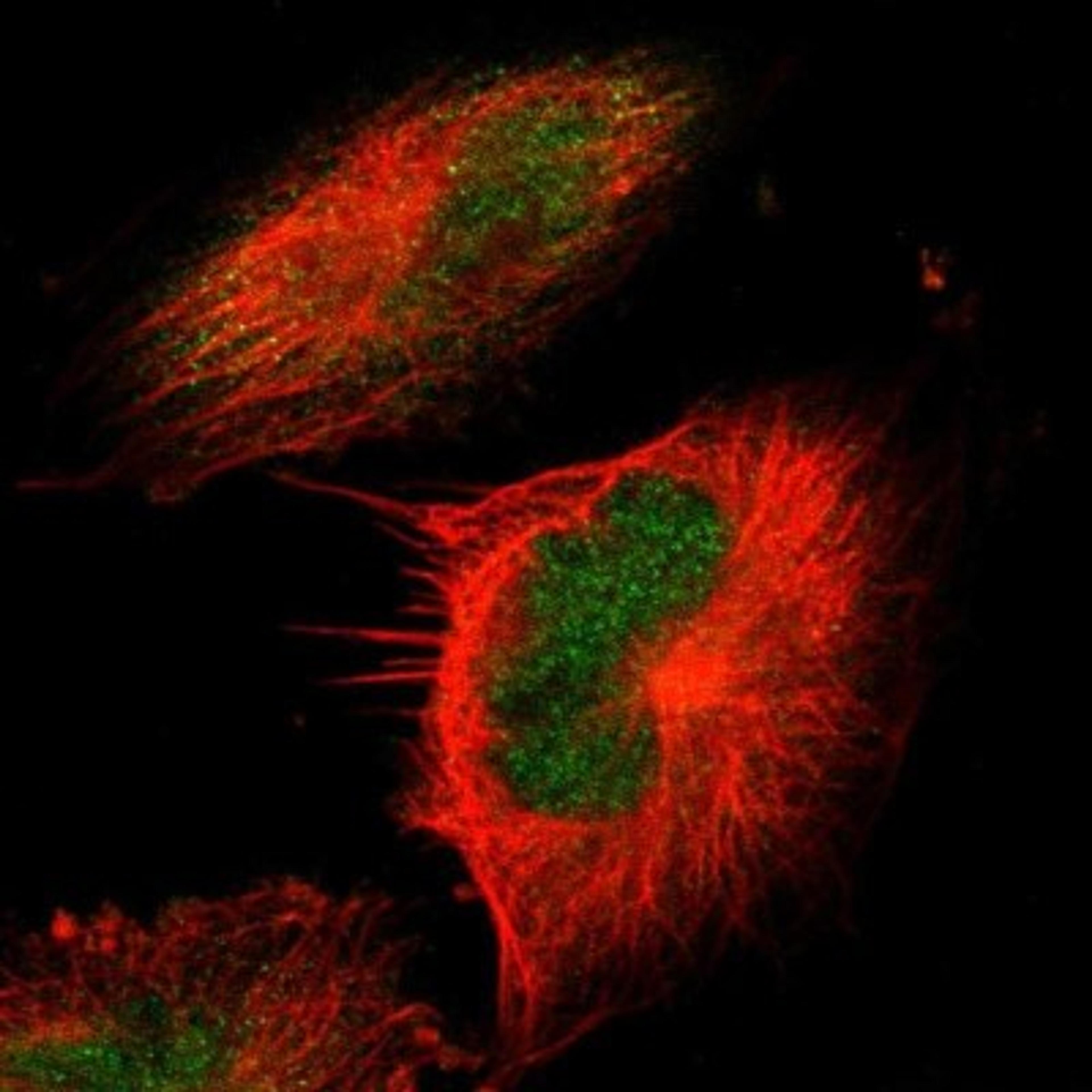 Immunocytochemistry/Immunofluorescence: MPG Antibody [NBP1-82787] - Staining of human cell line U-251MG shows positivity in nucleus but not nucleoli & cytoplasm.