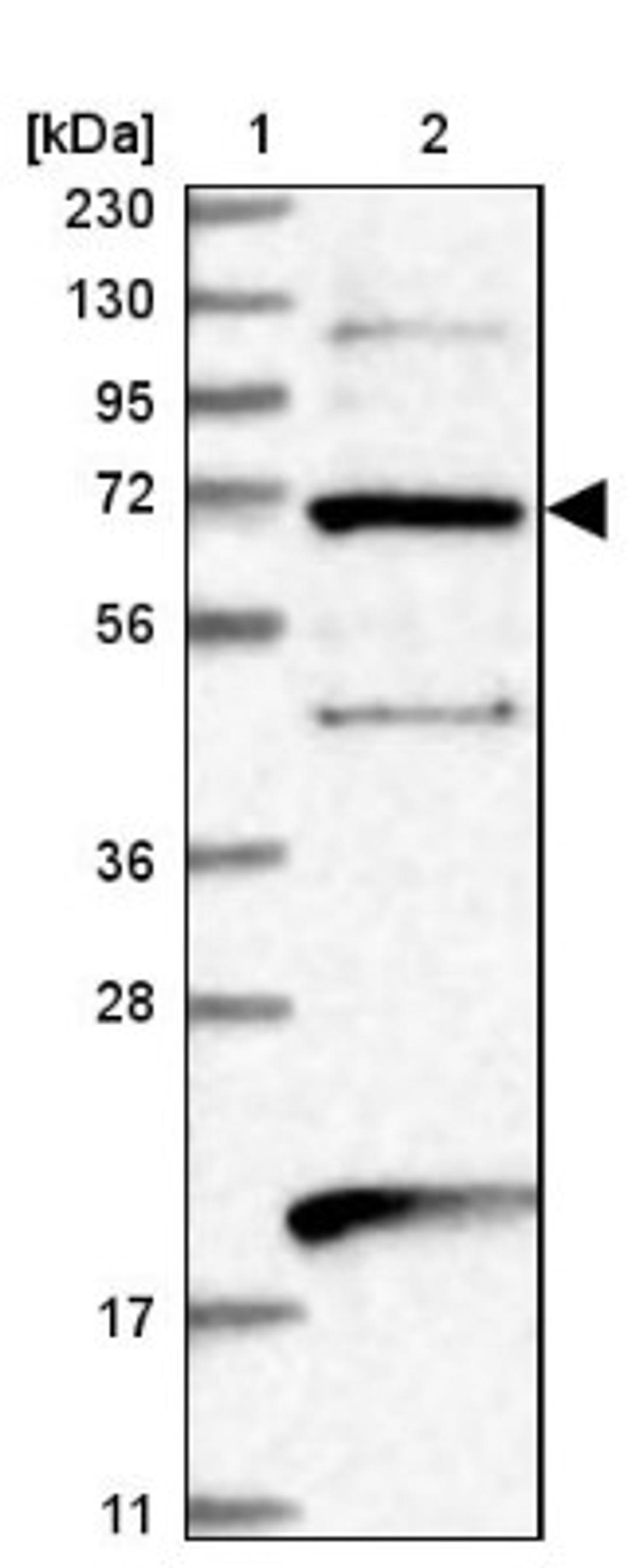 Western Blot: EEFSEC Antibody [NBP1-83992] - Lane 1: Marker [kDa] 230, 130, 95, 72, 56, 36, 28, 17, 11<br/>Lane 2: Human cell line RT-4