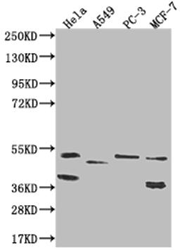 Western Blot. Positive WB detected in: Hela whole cell lysate, A549 whole cell lysate, PC-3 whole cell lysate, MCF-7 whole cell lysate. All lanes: PLEKHA1 antibody at 1:1000. Secondary. Goat polyclonal to rabbit IgG at 1/50000 dilution. Predicted band size: 46, 39 kDa. Observed band size: 36-55 kDa. 