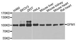 Western blot analysis of extracts of various cell lines using GFM1 antibody