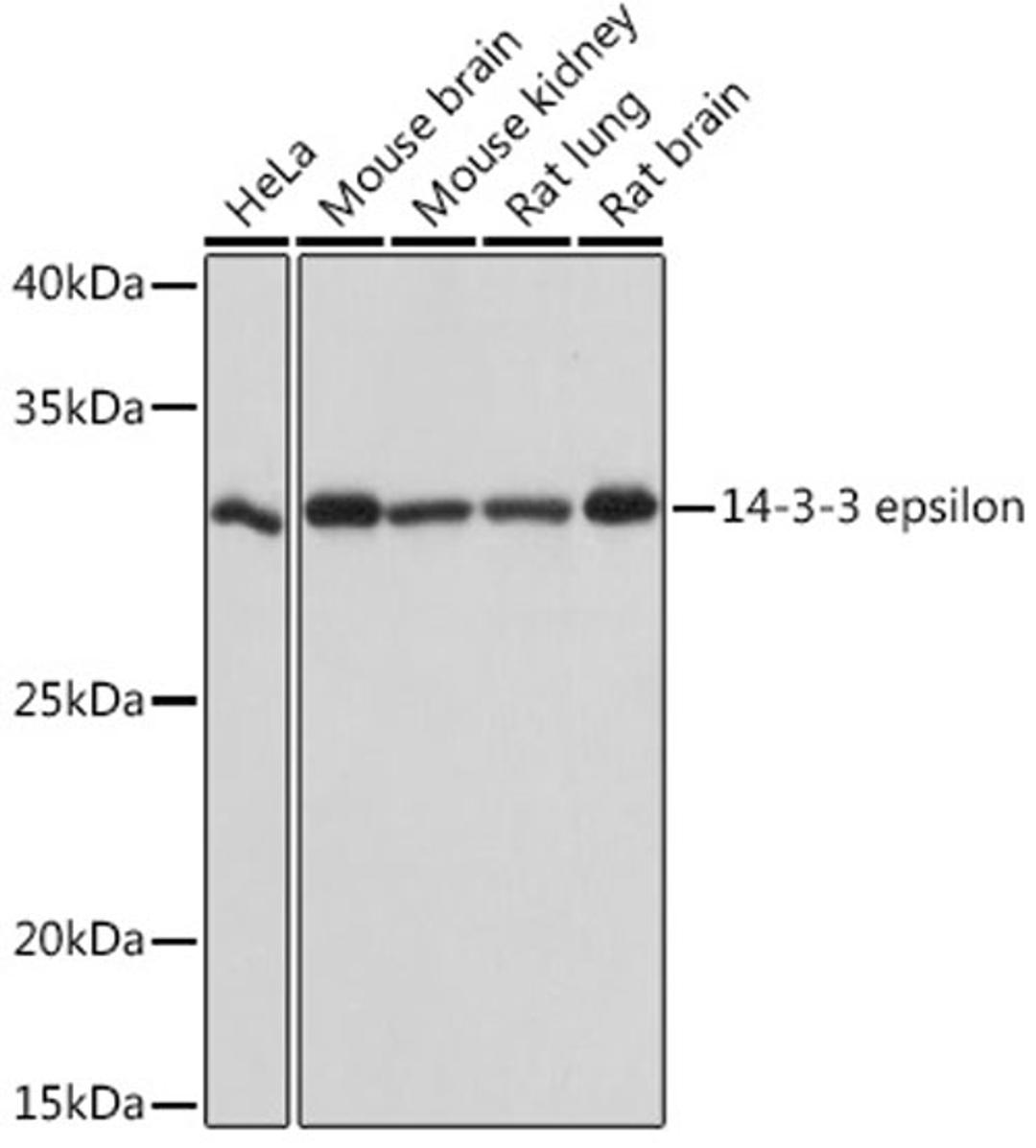 Western blot - 14-3-3 epsilon Rabbit mAb (A4933)