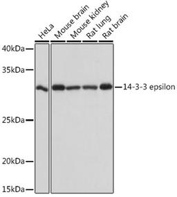 Western blot - 14-3-3 epsilon Rabbit mAb (A4933)