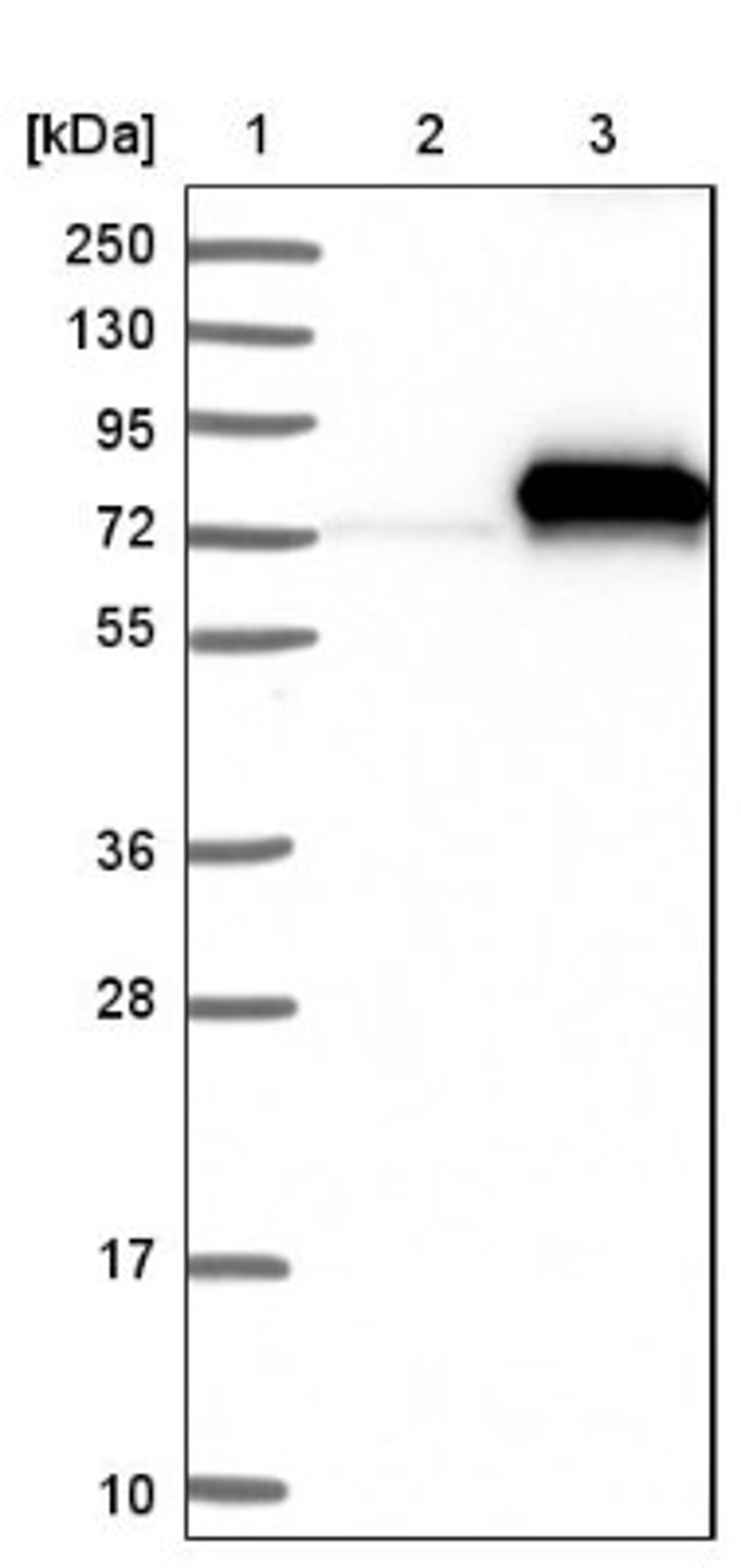 Western Blot: C4 binding protein A Antibody [NBP1-88262] - Lane 1: Marker [kDa] 250, 130, 95, 72, 55, 36, 28, 17, 10<br/>Lane 2: Negative control (vector only transfected HEK293T lysate)<br/>Lane 3: Over-expression lysate (Co-expressed with a C-terminal myc-DDK tag (~3.1 kDa) in mammalian HEK293T cells, LY424544)