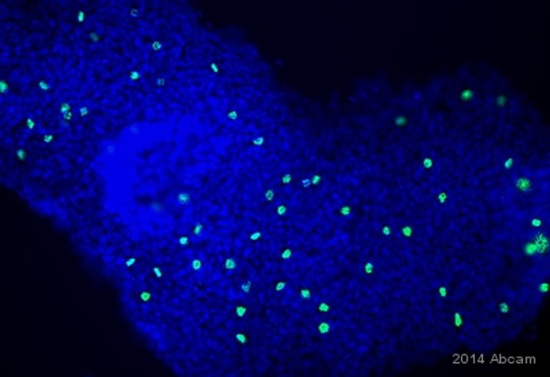 Immunocytochemistry/ Immunofluorescence - Anti-Histone H3 (phospho S28) antibody [HTA28] (ab10543)