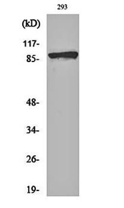 Western blot analysis of 293 cell lysates using Catenin- beta (phospho-S37) antibody