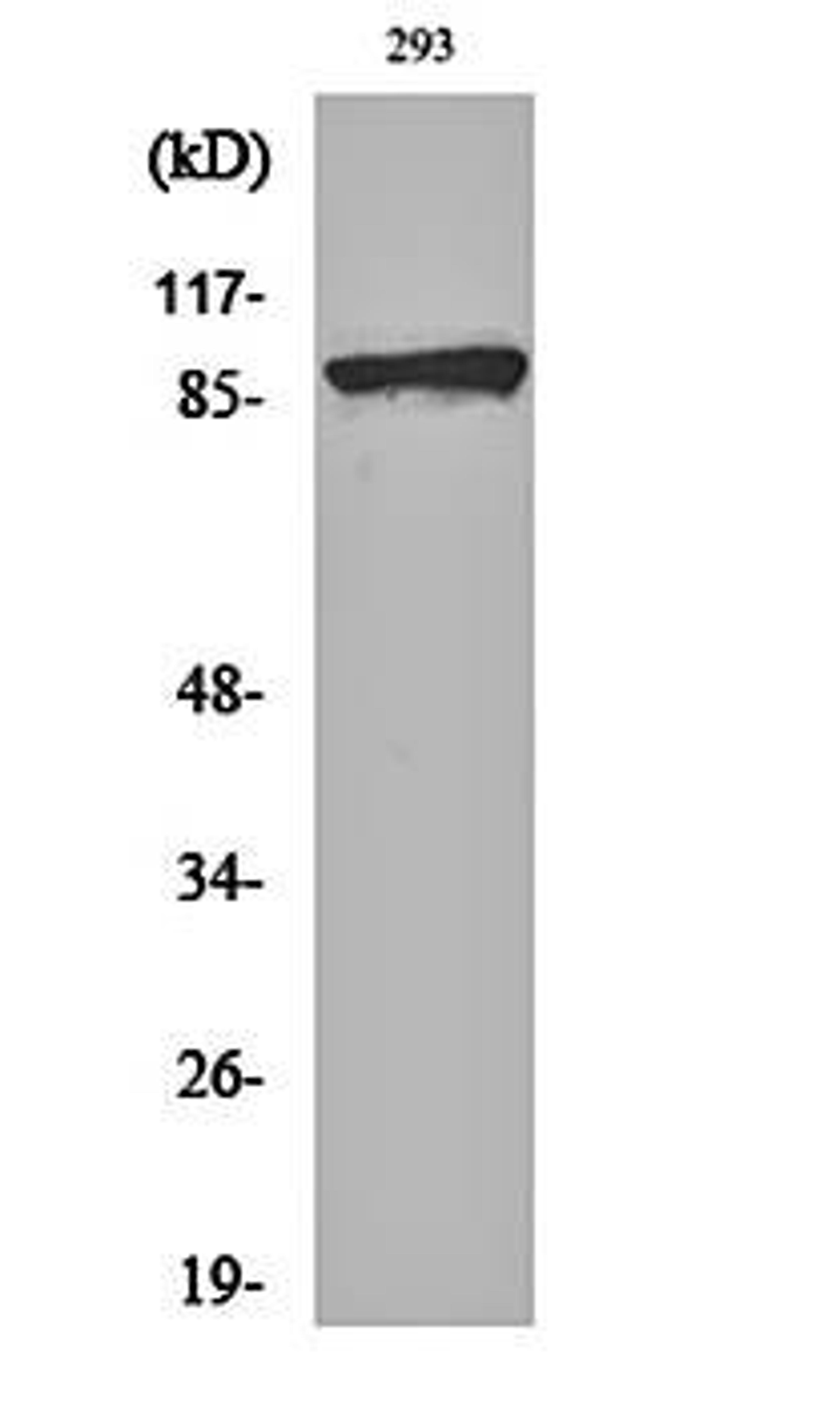 Western blot analysis of 293 cell lysates using Catenin- beta (phospho-S37) antibody