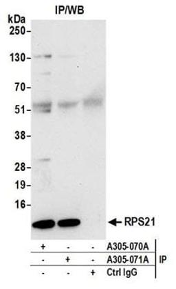 Detection of human RPS21 by western blot of immunoprecipitates.