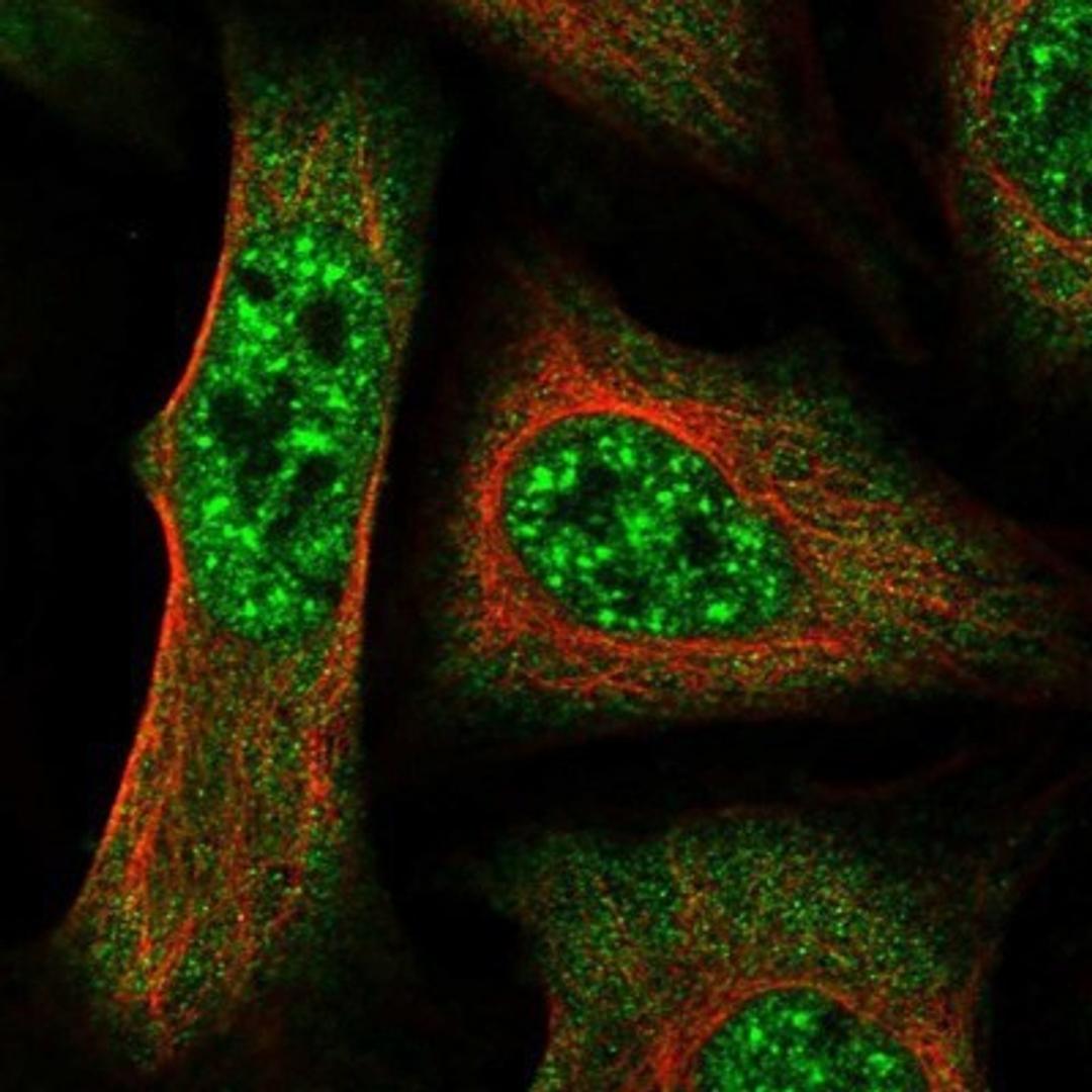 Immunocytochemistry/Immunofluorescence: SPG21 Antibody [NBP1-89273] - Staining of human cell line U-2 OS shows positivity in nucleus & cytoplasm.