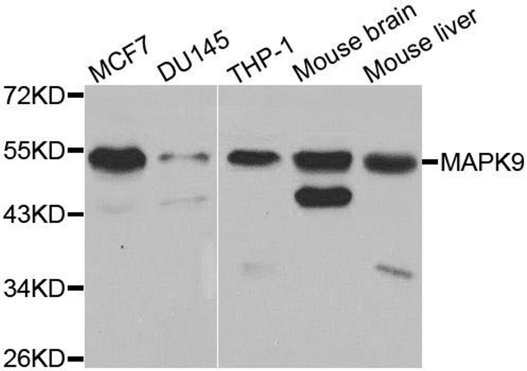 Western blot analysis of extracts of various cell lines using MAPK9 antibody