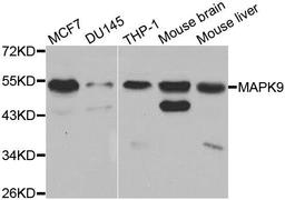 Western blot analysis of extracts of various cell lines using MAPK9 antibody