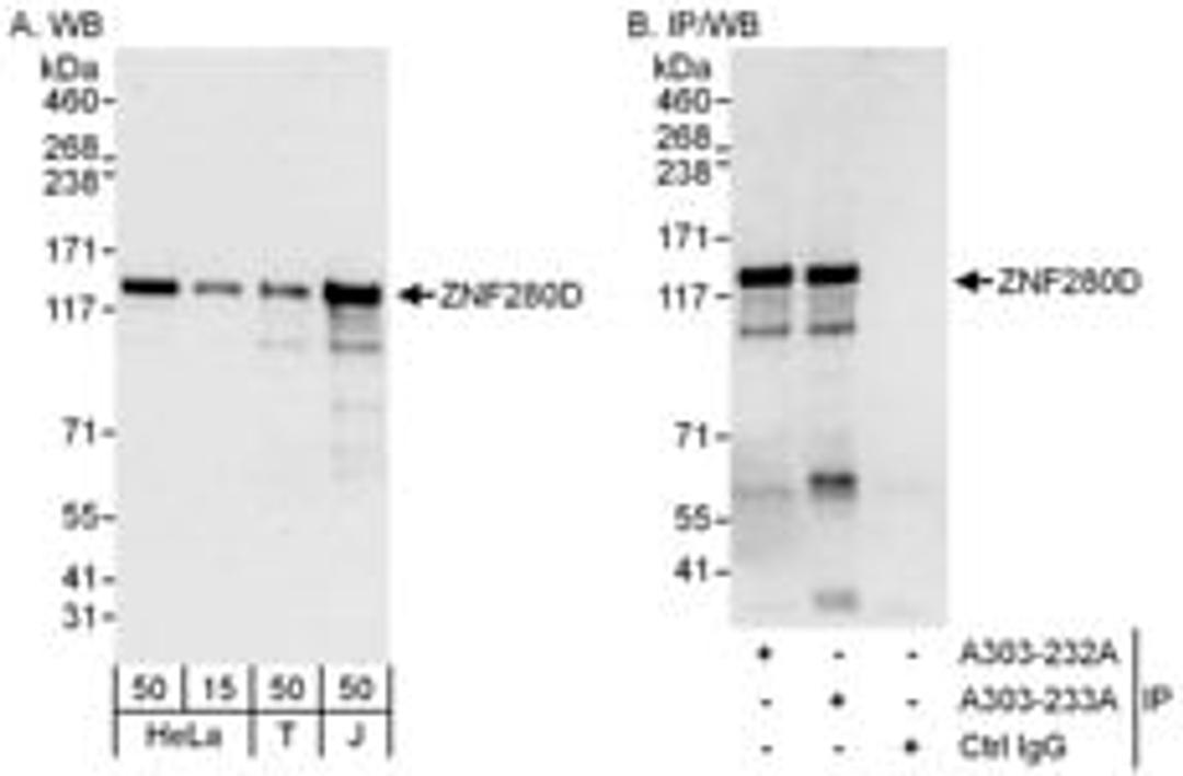 Detection of human ZNF280D by western blot and immunoprecipitation.