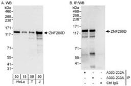 Detection of human ZNF280D by western blot and immunoprecipitation.