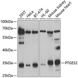 Western blot - PTGES2 antibody (A7137)