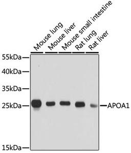 Western blot - APOA1 antibody (A14211)