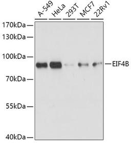 Western blot - EIF4B antibody (A13300)